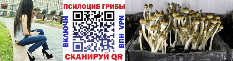 где найти   мега маркетплейс  darknet формула  Назрань  Псилоцибиновые грибы мицелий 
